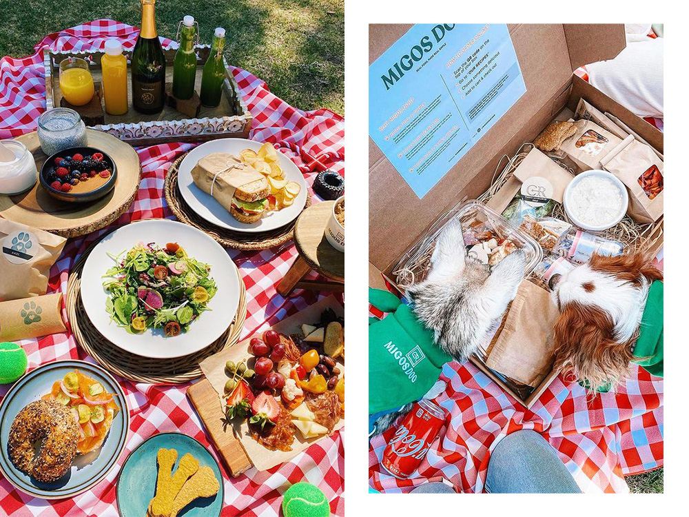 a picnic with an assortment of ingredients; a dog sniffing a Migos dog food box