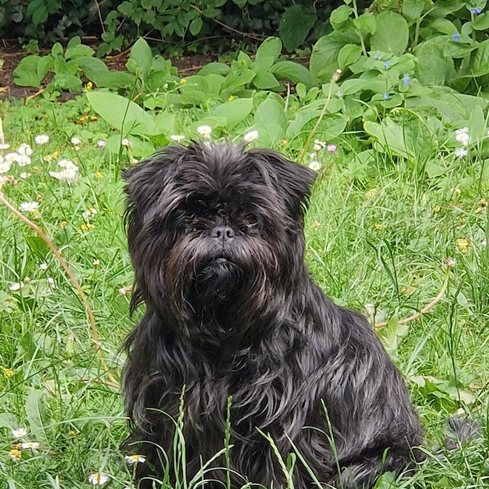 a picture of a small black dog in grass