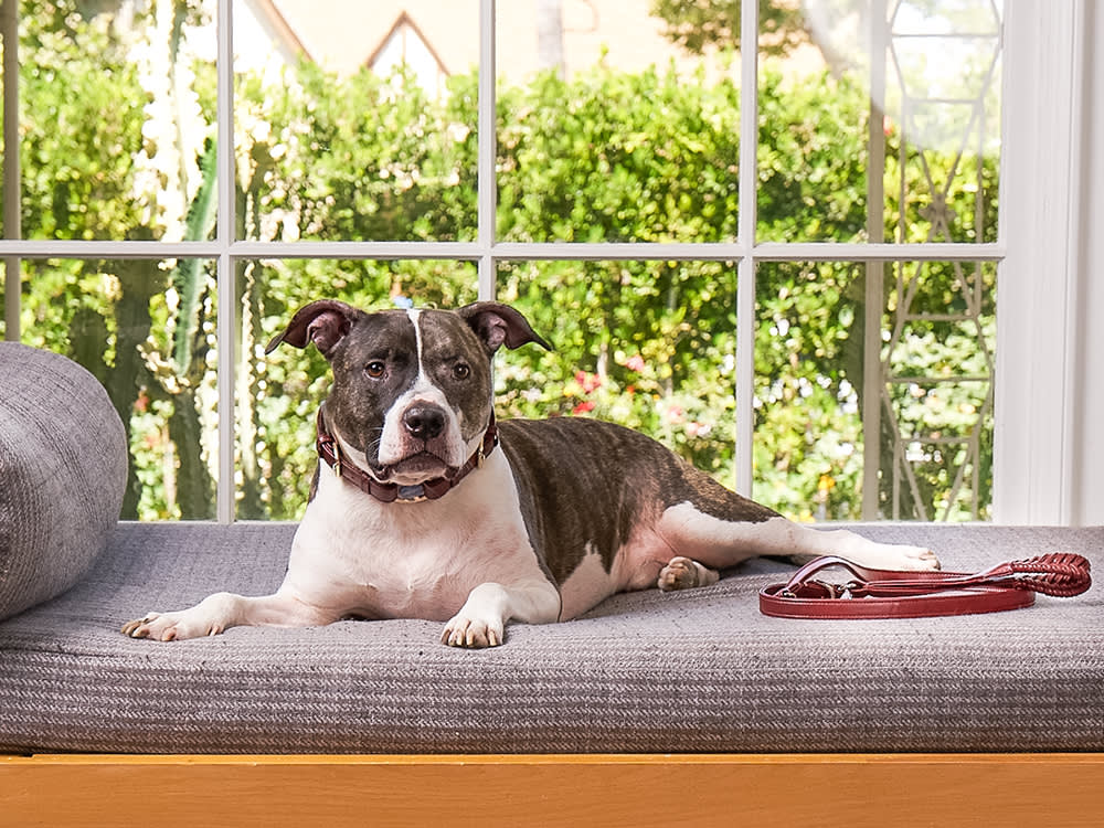 Tree Thomas' large Pit Bull, Chef, lounging in front of a window