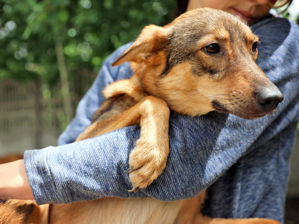 Woman helping dog at shelter.