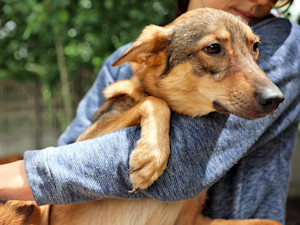 Woman helping dog at shelter.
