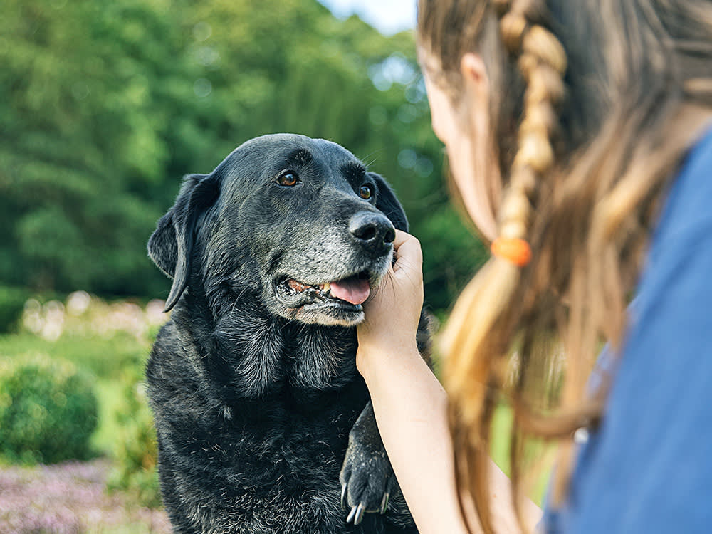 Woman petting her senior black dog outside.