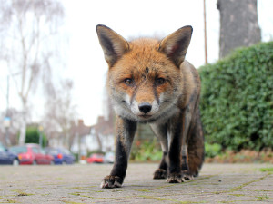 A fox stares down the camera on a UK street.
