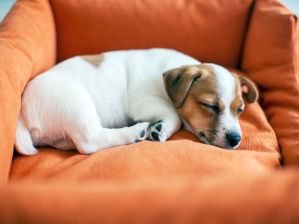Cute puppy sleeping in a dog bed at home.