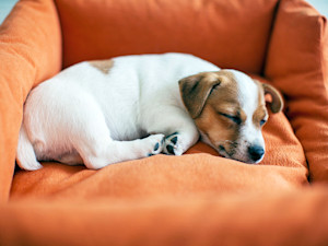 Cute puppy sleeping in a dog bed at home.