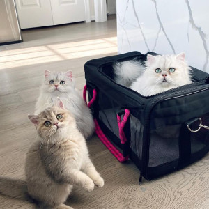 a white cat in a black carrier beside two cats 