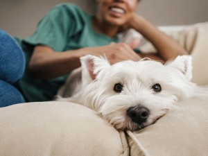 Happy black woman stroking her white dog while resting on sofa at home