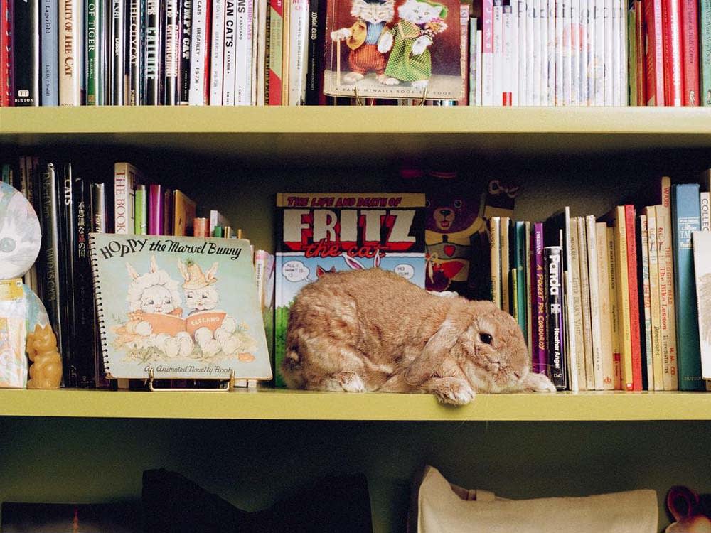 Tan bunny sits on a bookshelf