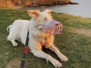White Shepherd mix dog wearing a pink muzzle while sitting on the grass with sunset cliffs and the ocean in the background