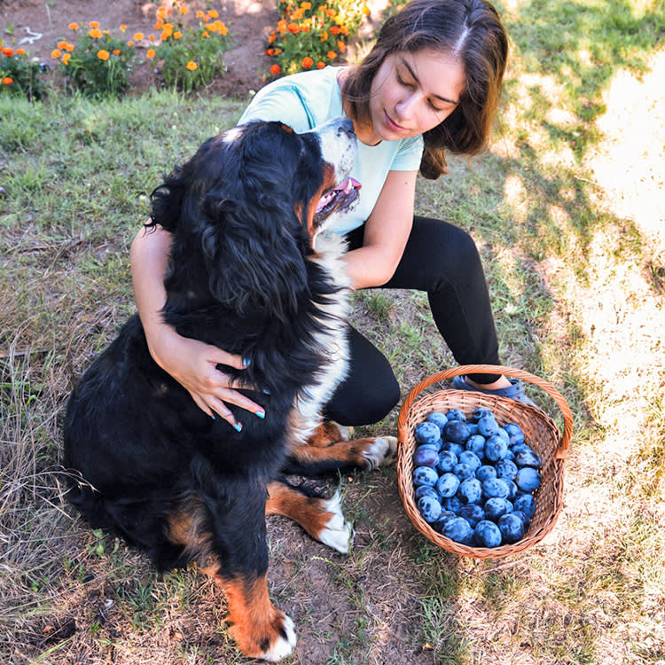 Woman and dog with a basket of plums