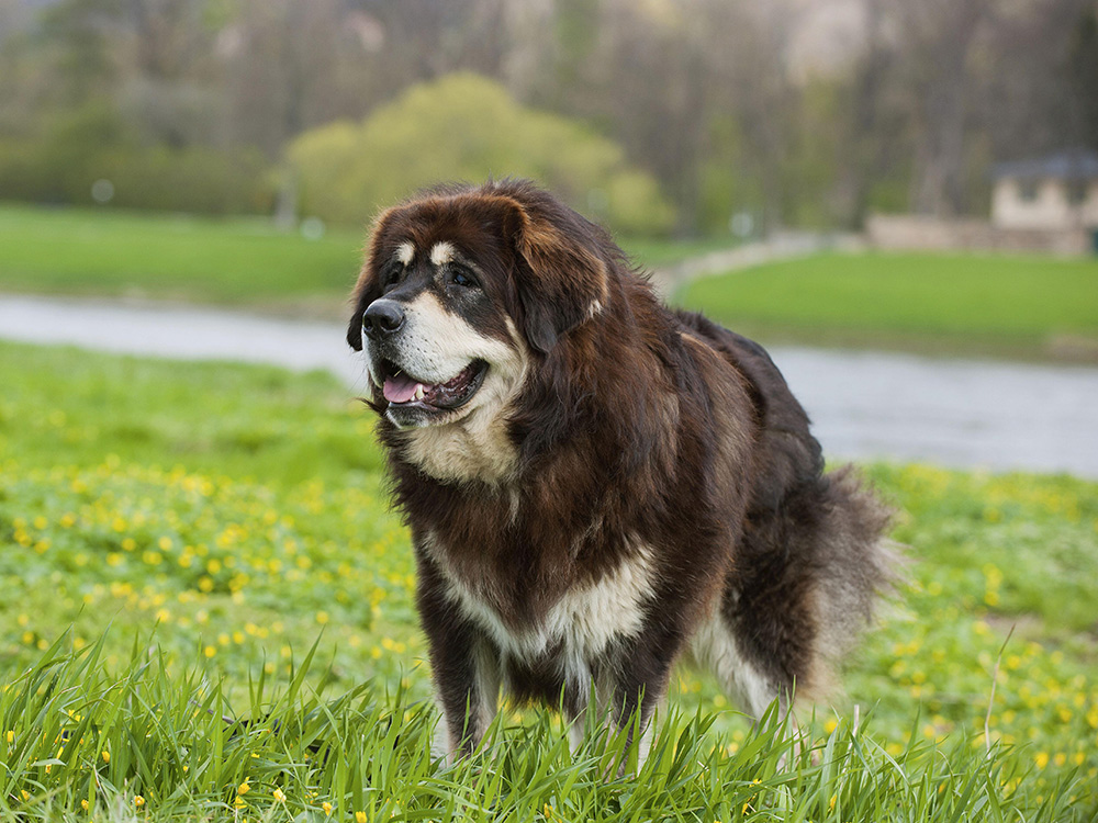 A large brown dog sits on green grass in front of a road.