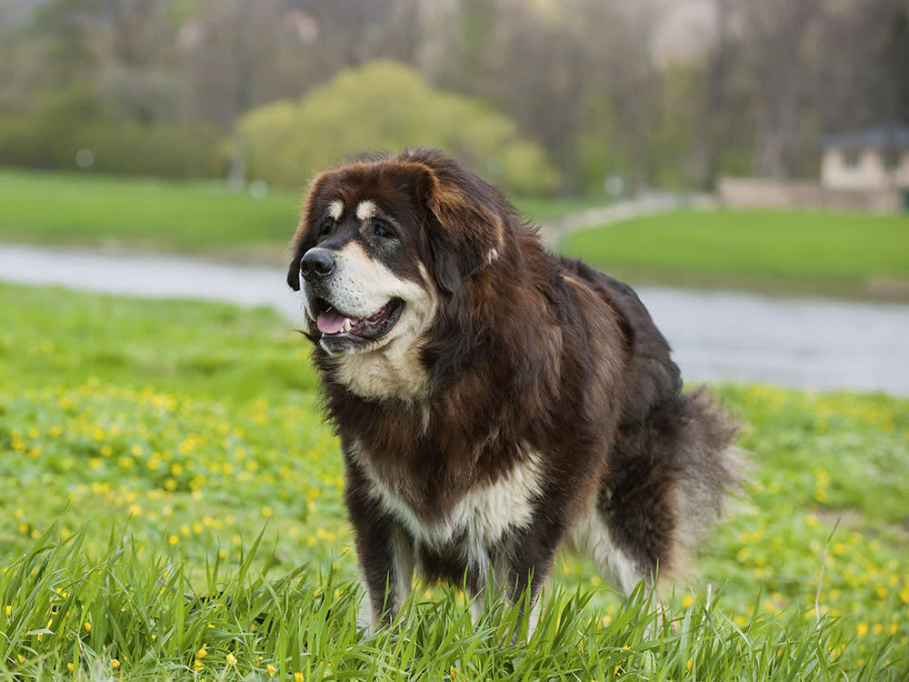 A large brown dog sits on green grass in front of a road.