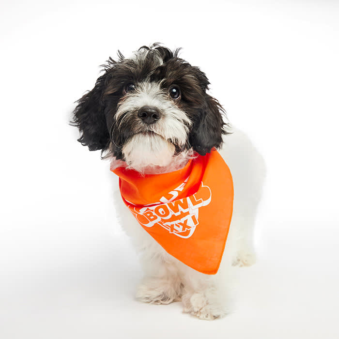 Dee-Bone Samuel Puppy Bowl