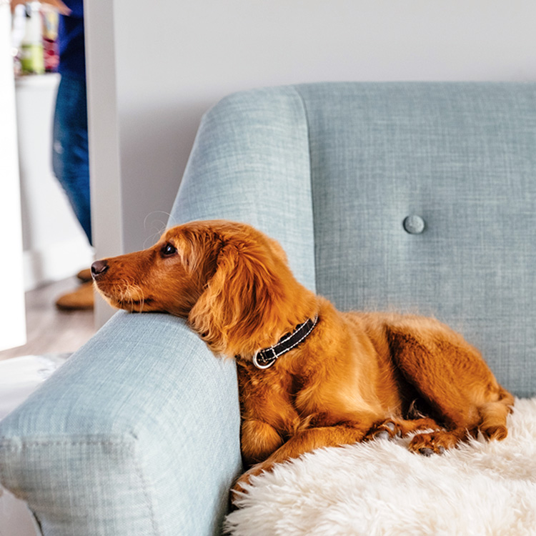Cute brown dog staring at the wall from the couch at home.