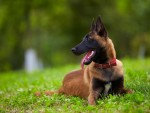 Portrait of Belgian Malinois dog sitting in the grass
