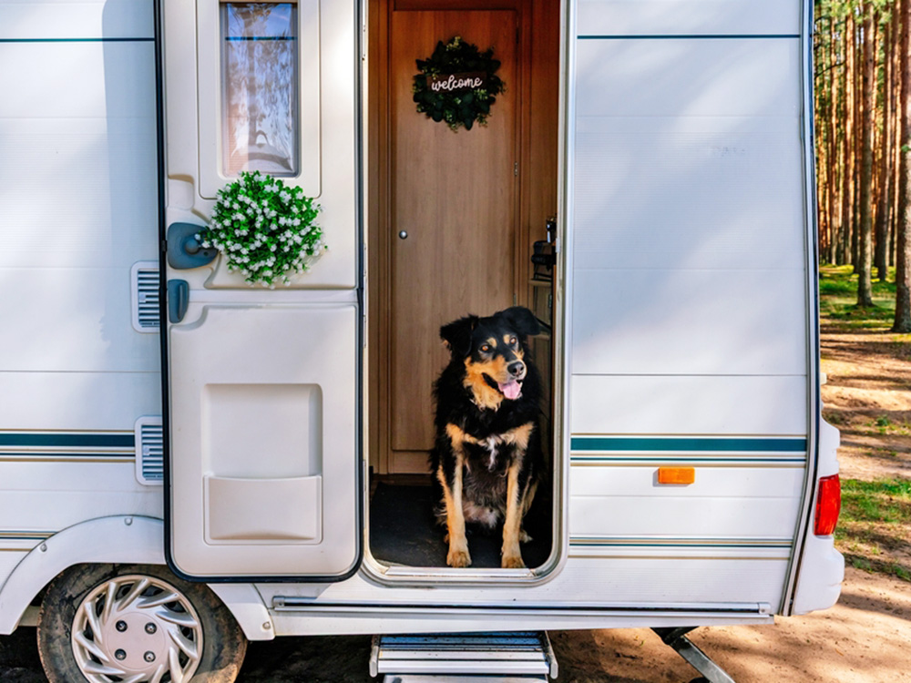 Dog inside a mobile home.