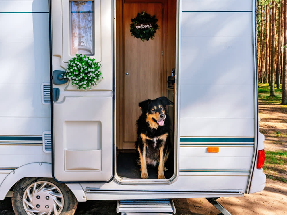 Dog inside a mobile home.
