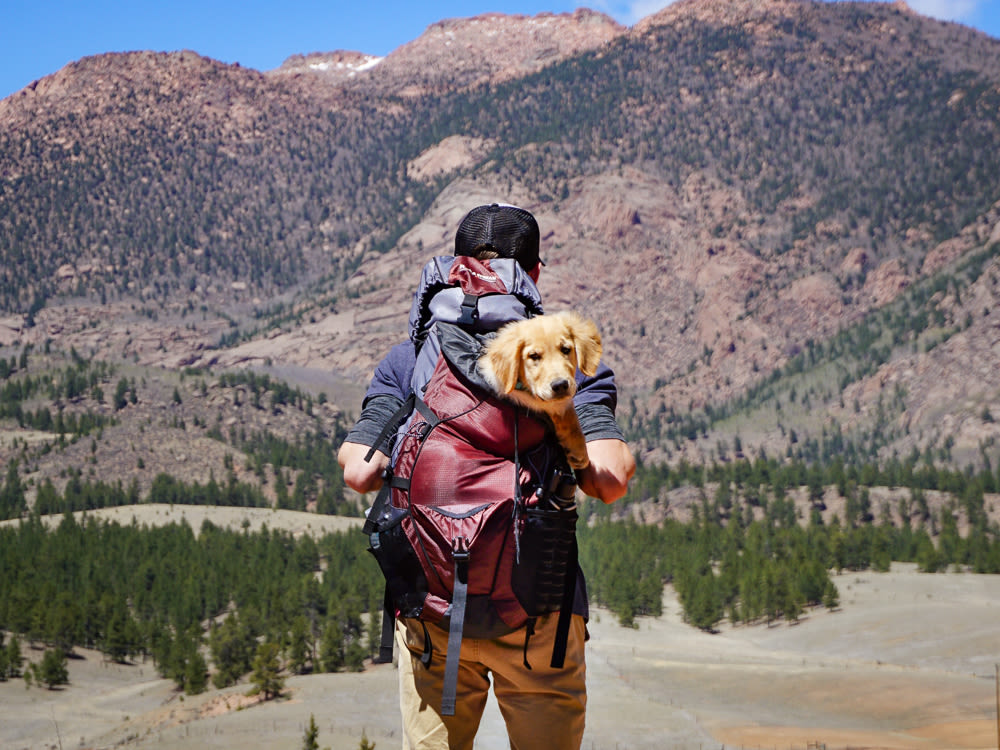 Man backpacking with his Golden Retriever puppy in a state park