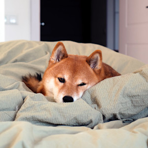 Sleepy dog laying in bed.