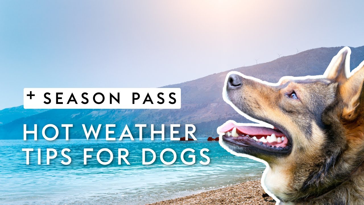 Hot Weather Tips For Dogs | Dr. Kirsten's Season Pass