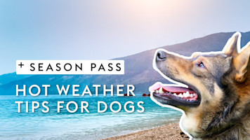 Hot Weather Tips For Dogs | Dr. Kirsten's Season Pass