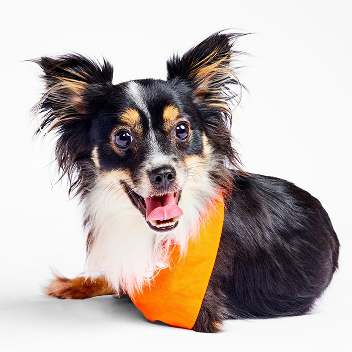 Mr. Bean a small brown and white dog