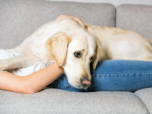 Sad Labrador puppy laying on woman's stomach.