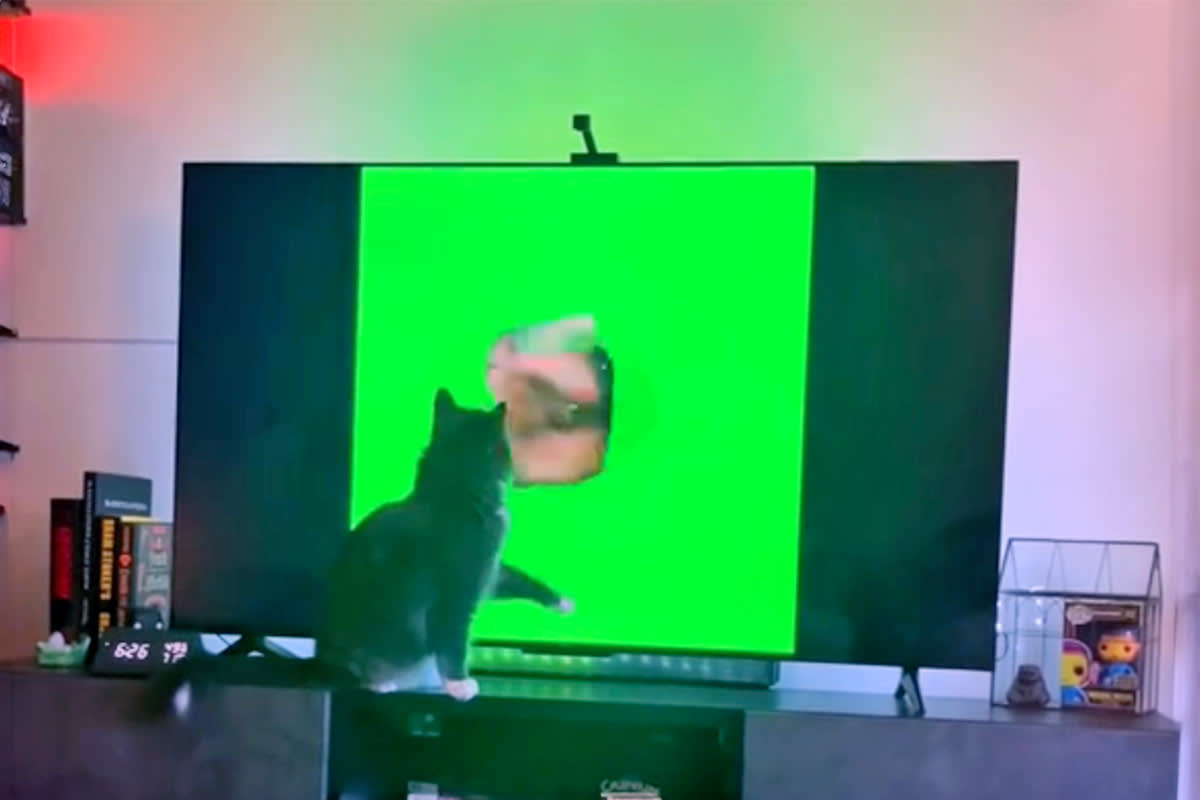 cat watching cat brain rot video