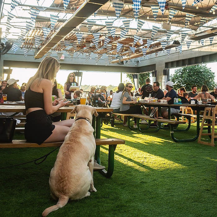 a large yellow dog outside at Vector Brewing