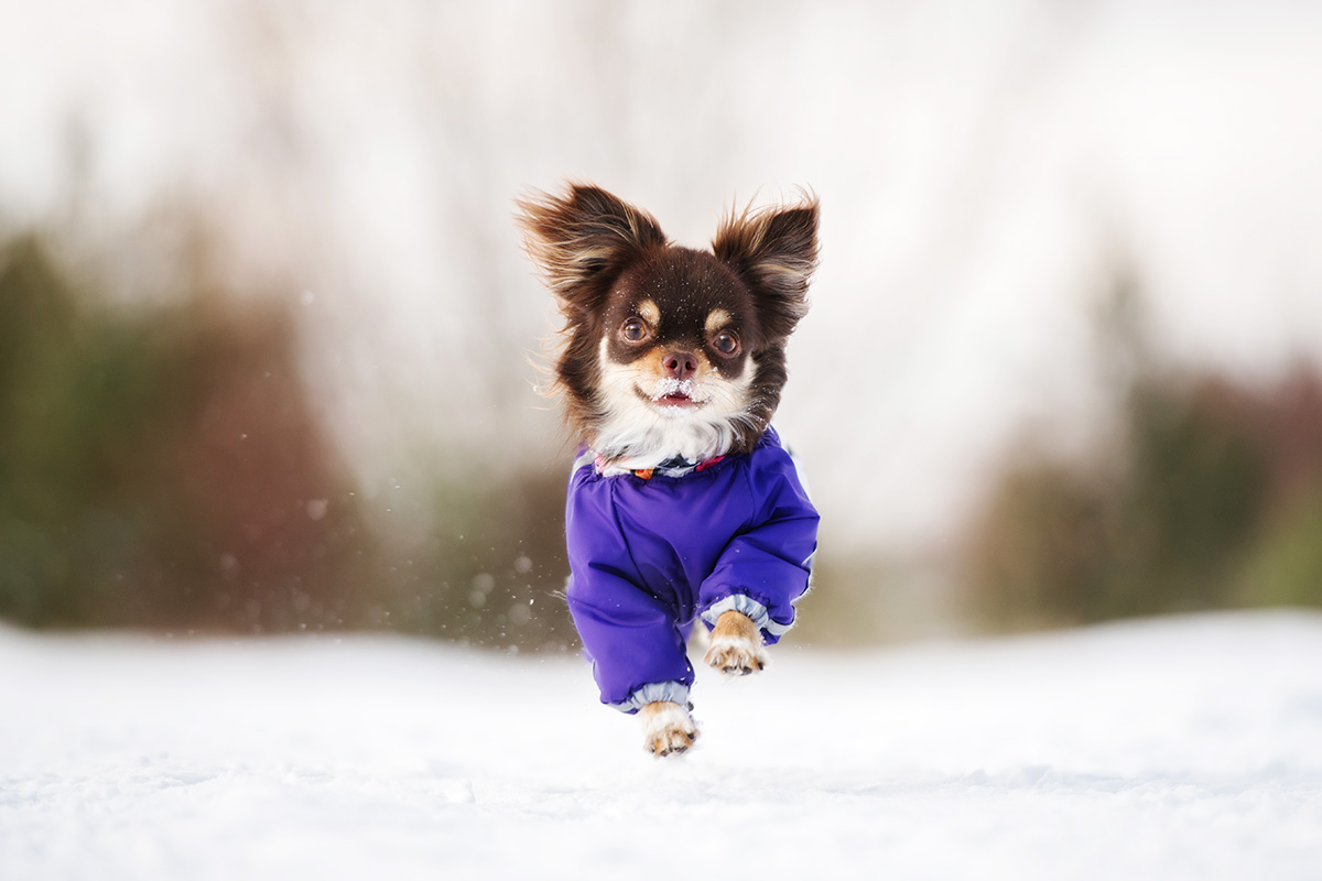 Chihuahua running in the snow