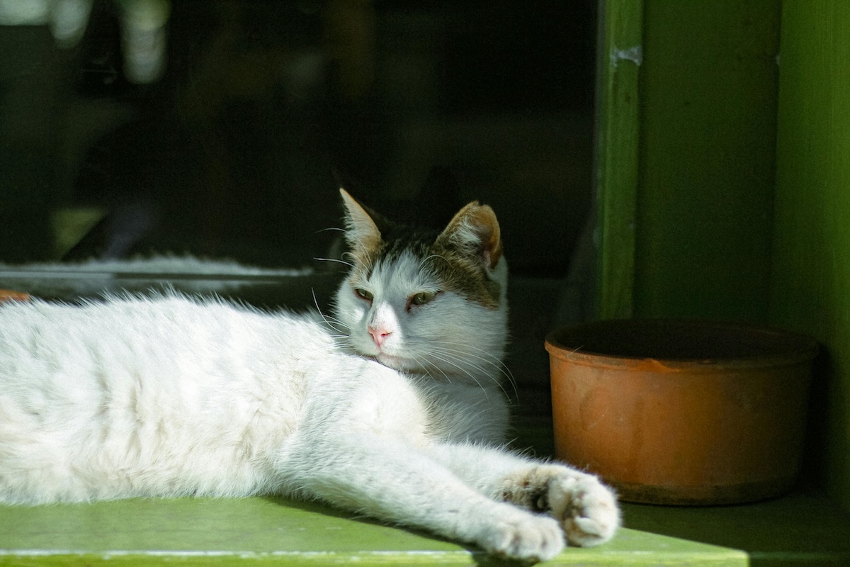 a picture of a white cat lying down on green windowsill in the sun 