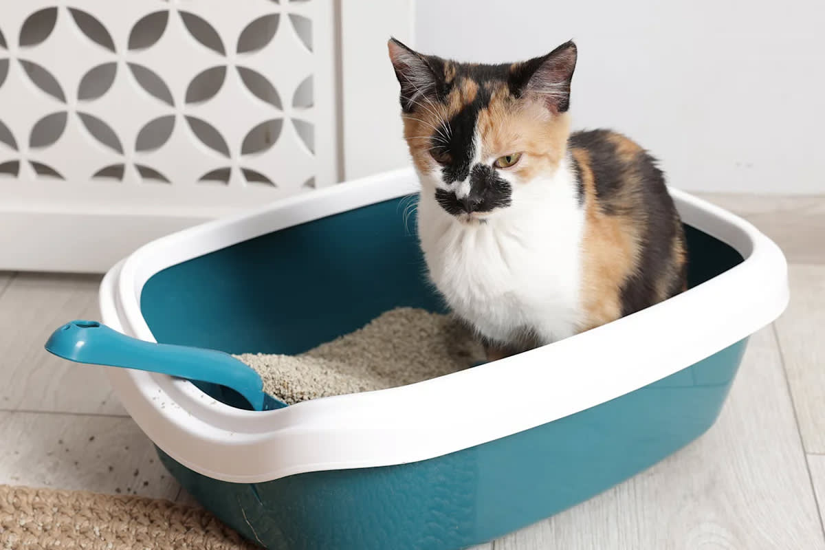 Kitten in a litter box