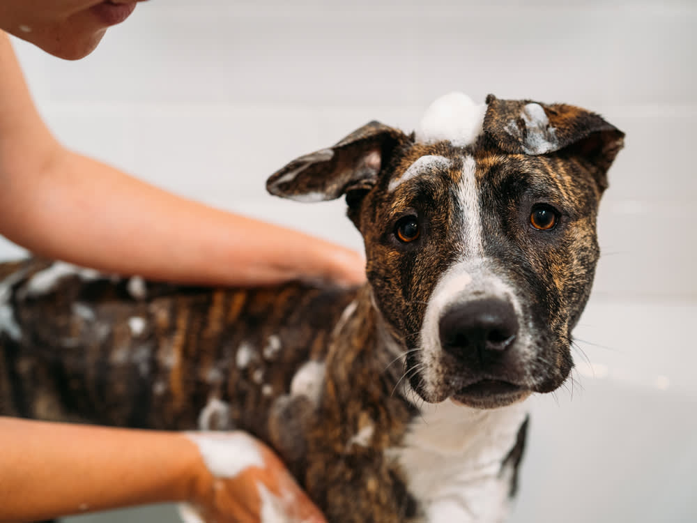 A dog getting a bath