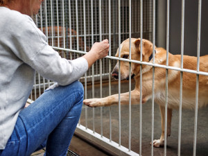 Woman petting dog in shelter through the bars.