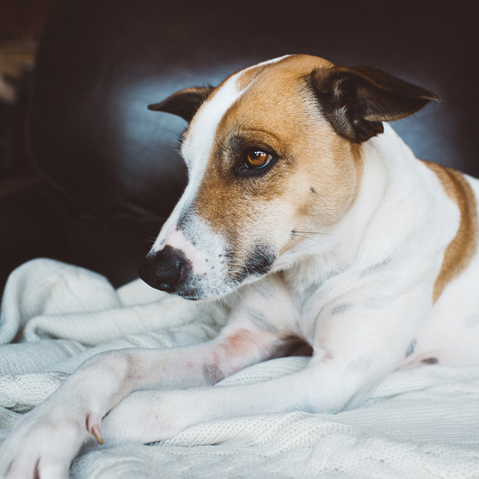 Dog Ears Held Back Why Do Dogs Put Their Ears Back? · The Wildest