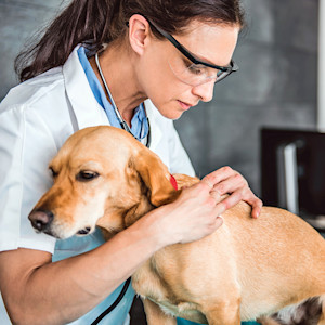 Veterinarian checking large dog's skin and fur.