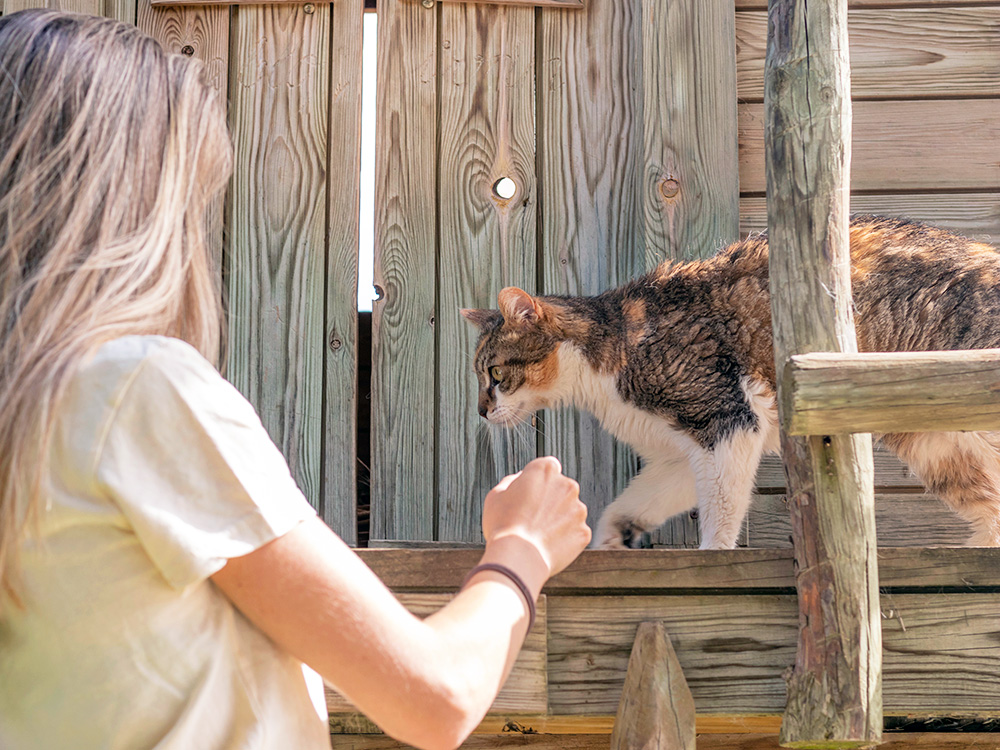 Woman petting a feral cat outside.