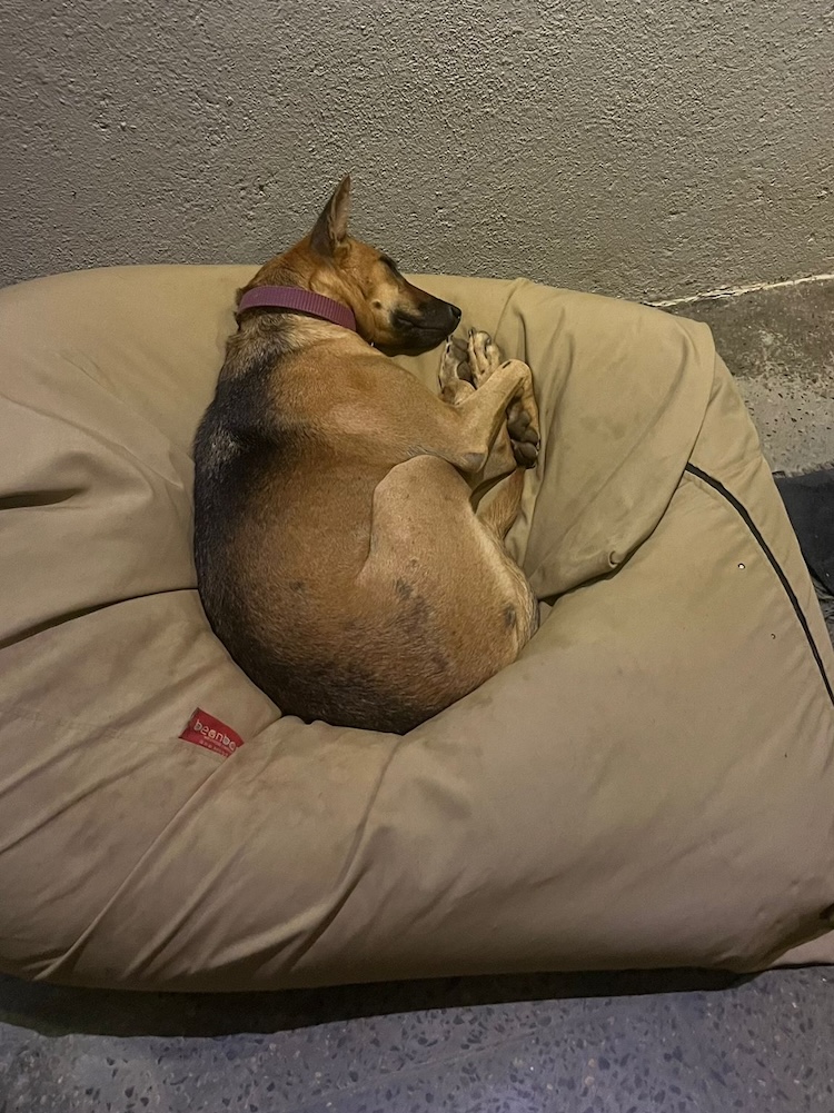 a dog curled up on a beanbag in a shrimp position
