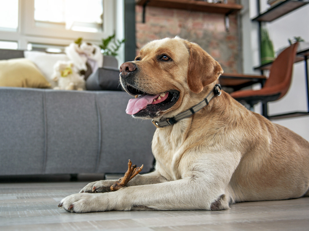 Dog eating chicken foot treat at home.
