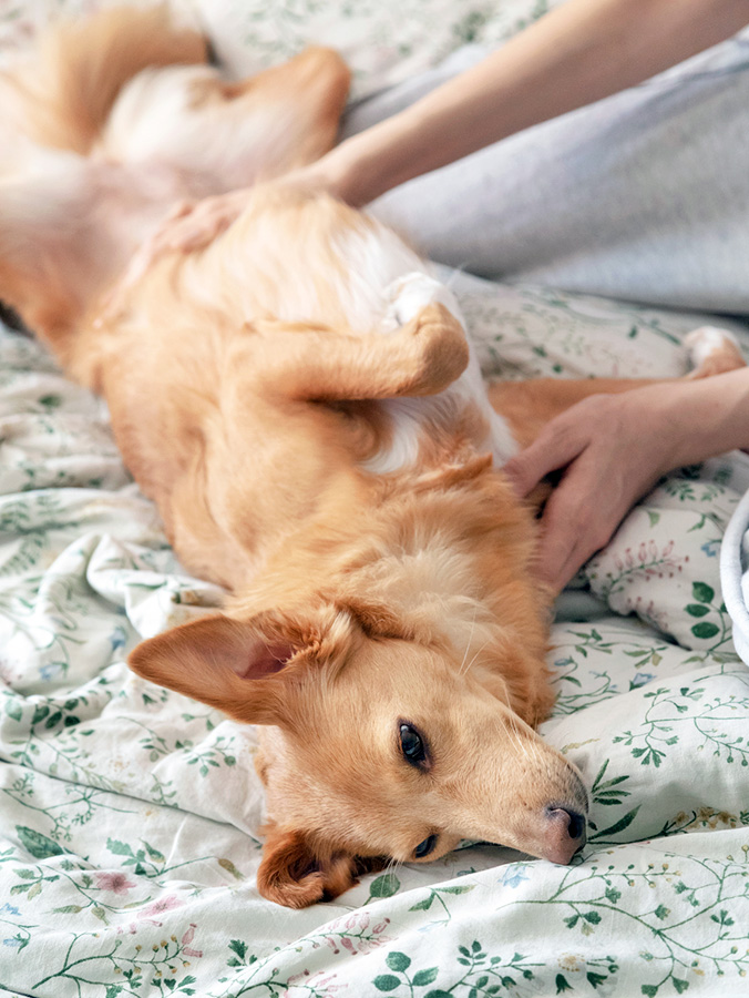 Someone petting their dog at home in bed.