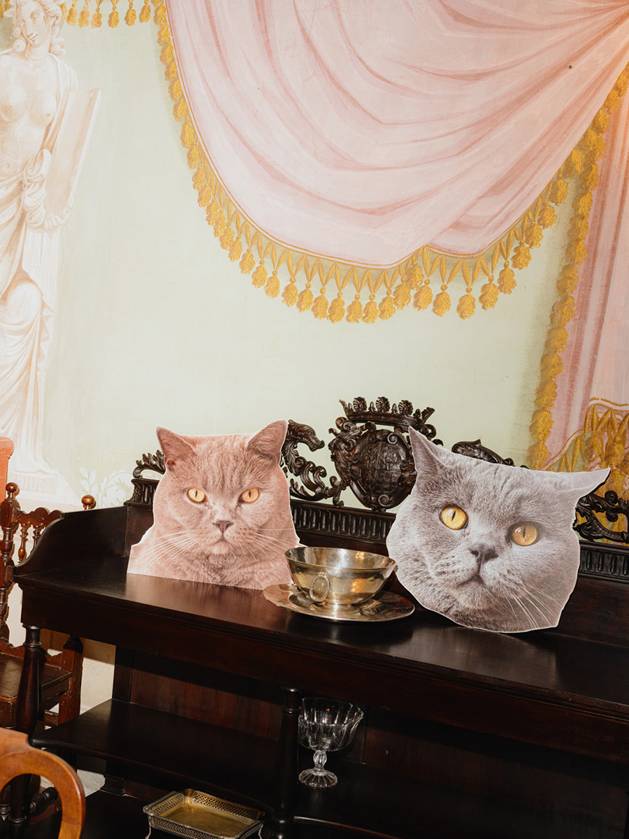 cat heads at a wedding
