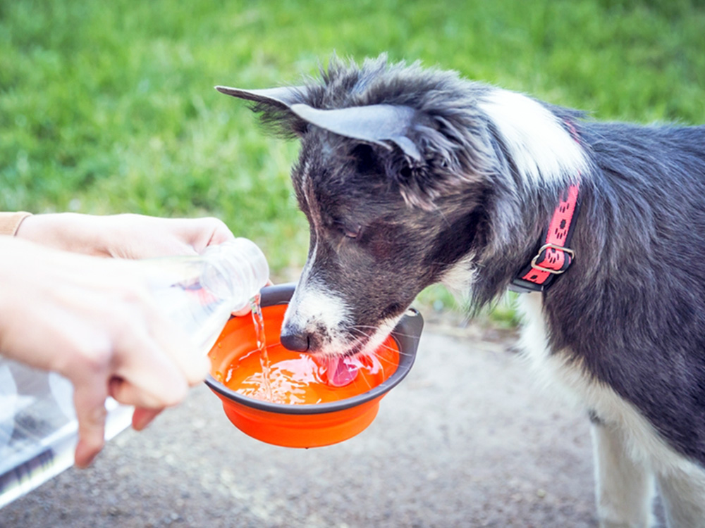 Cute puppy drinking water from a collapsible bowl.