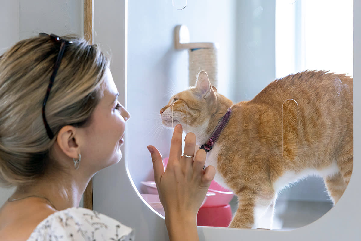 person looking at a cat behind a window