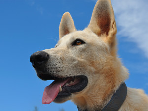 Happy dog with teeth visible, blue sky background