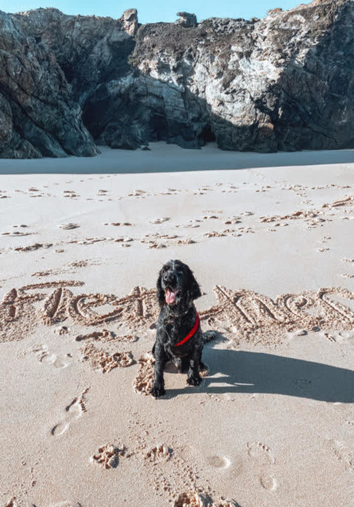 A black Cocker Spaniel standing on a beach in front of cliffs with his name – Fletcher – written in the sane behind him.