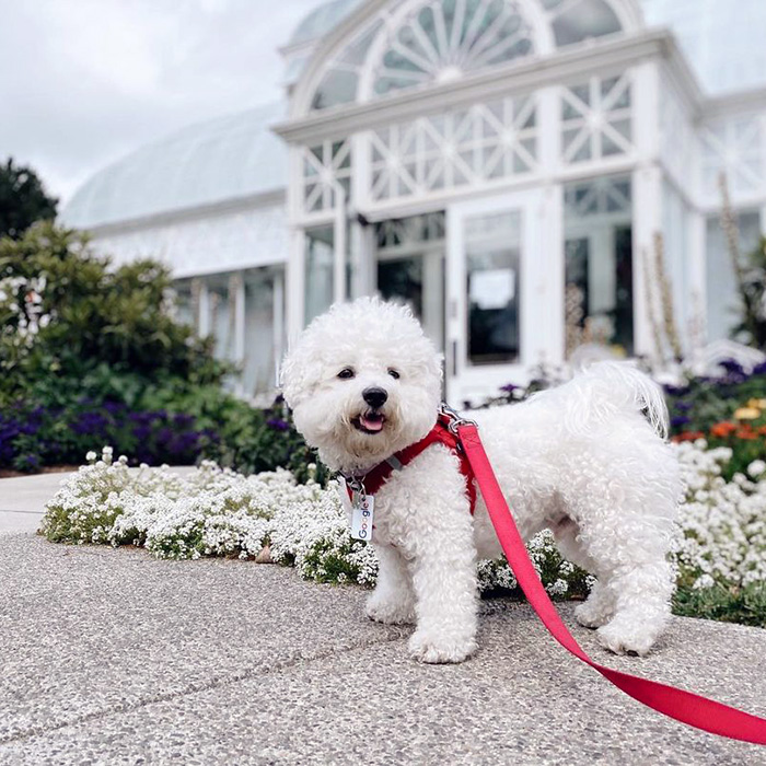 a white dog at Volunteer Park