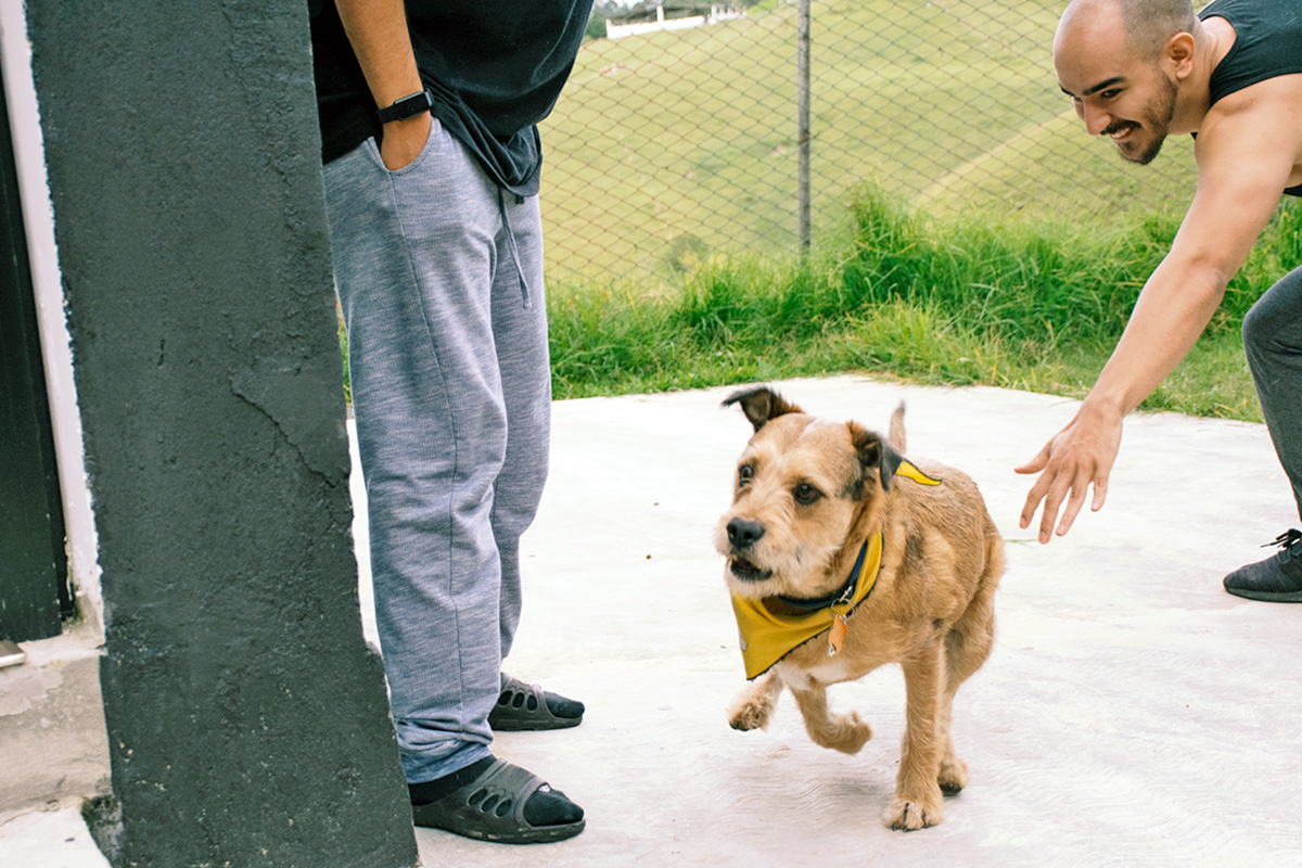 dog runs away from pet parent, who is reaching out toward them