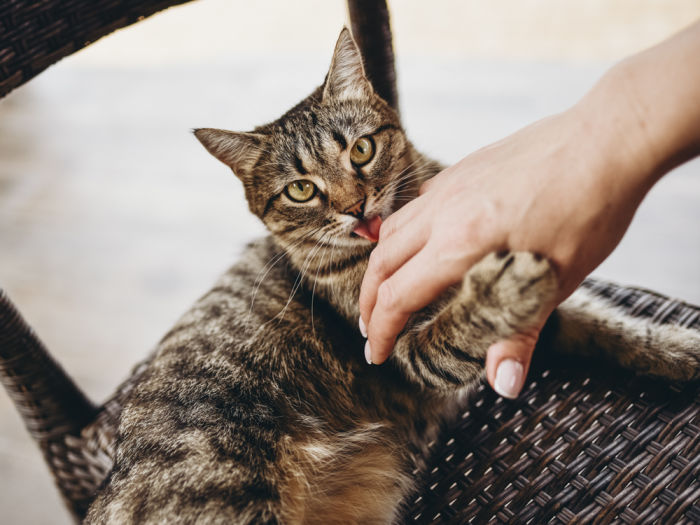 A cat licking a persons hand. 