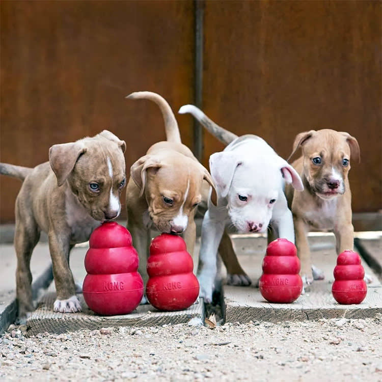 four puppies teeth on red Kongs