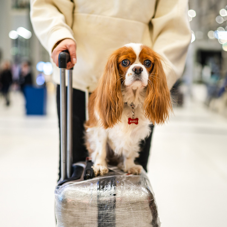 Person traveling with dog at airport.